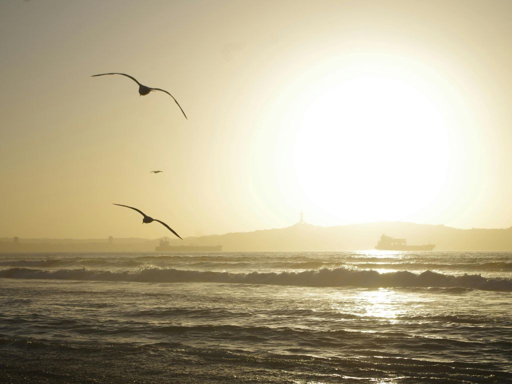 Se ve la playa con el sol de fondo. Gaviotas pasan por encima de él. Representa los beneficios de vivir cerca del mar. 